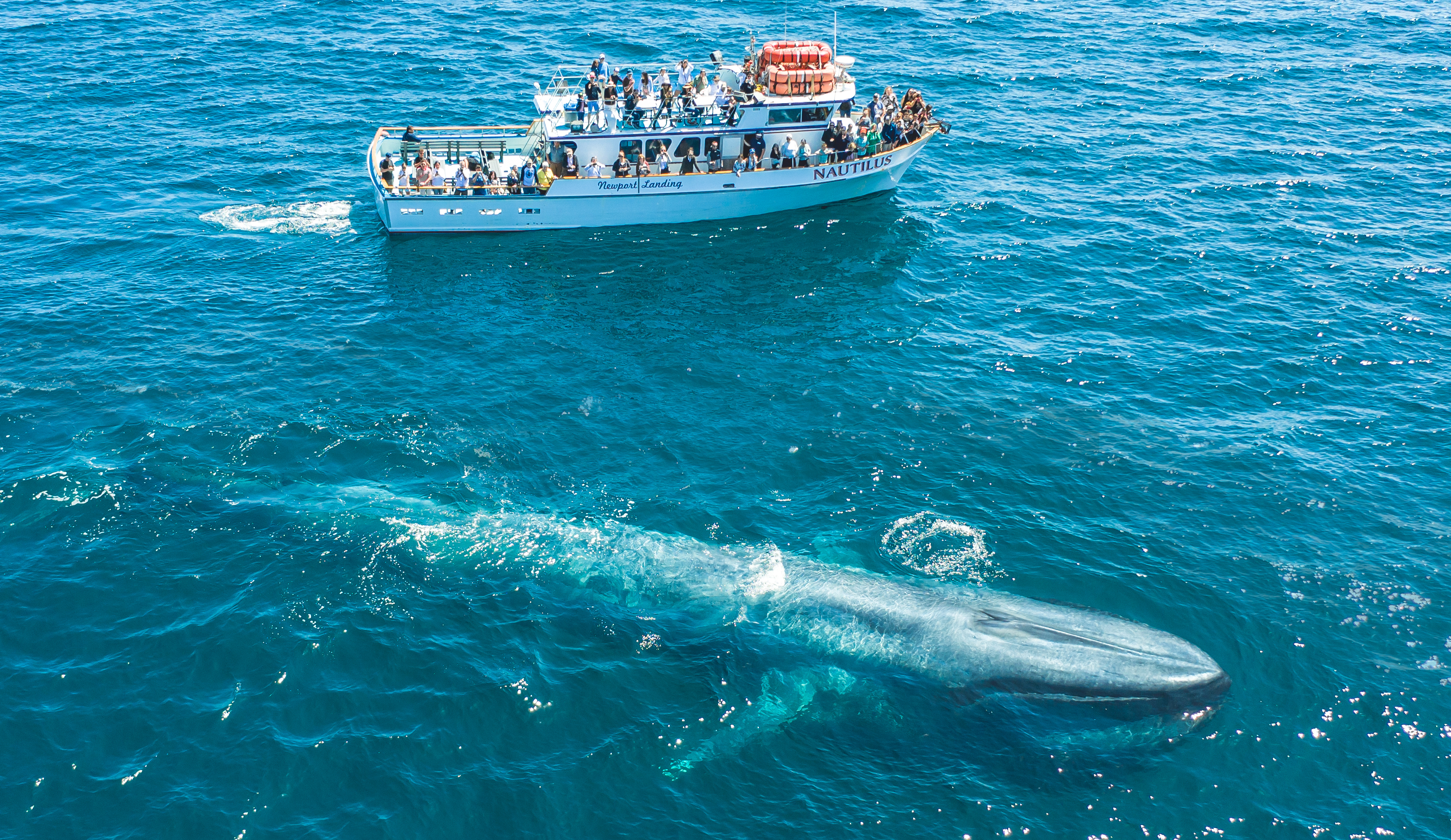 Sunset-beach-whale-watching-cruises