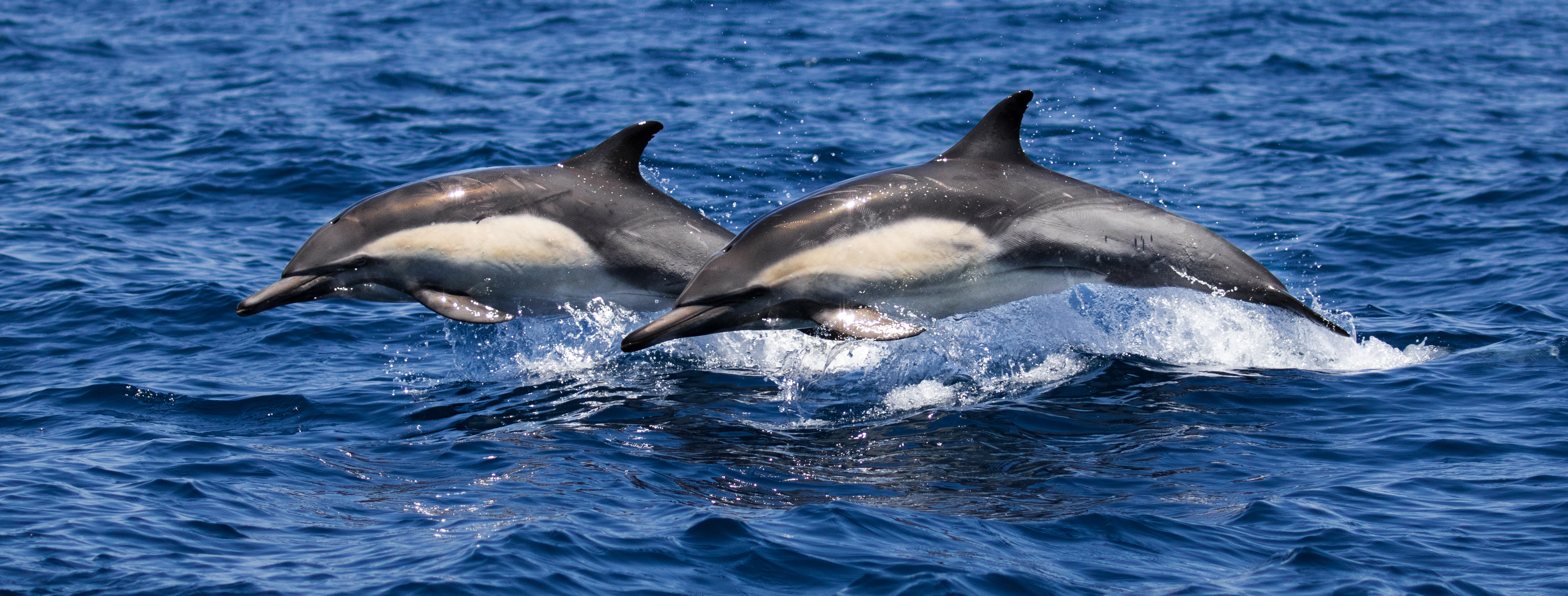 Sunset-beach-whale-tours-whale-watching