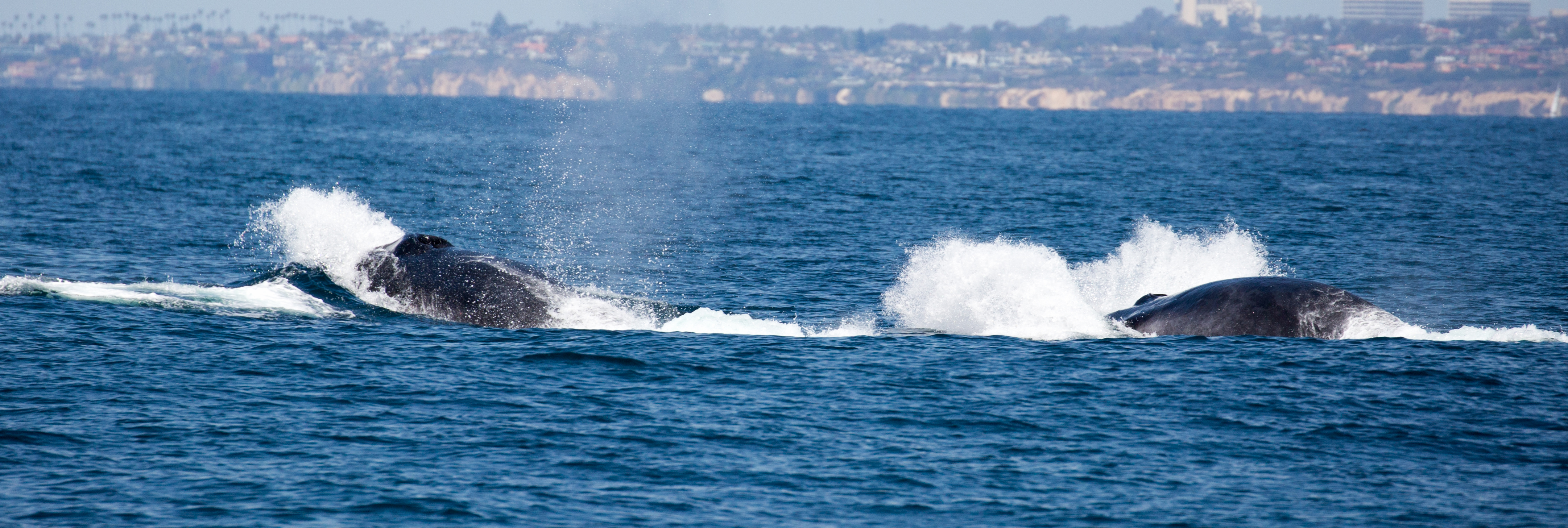 finback-whale-watching-Sunset-beach-tours