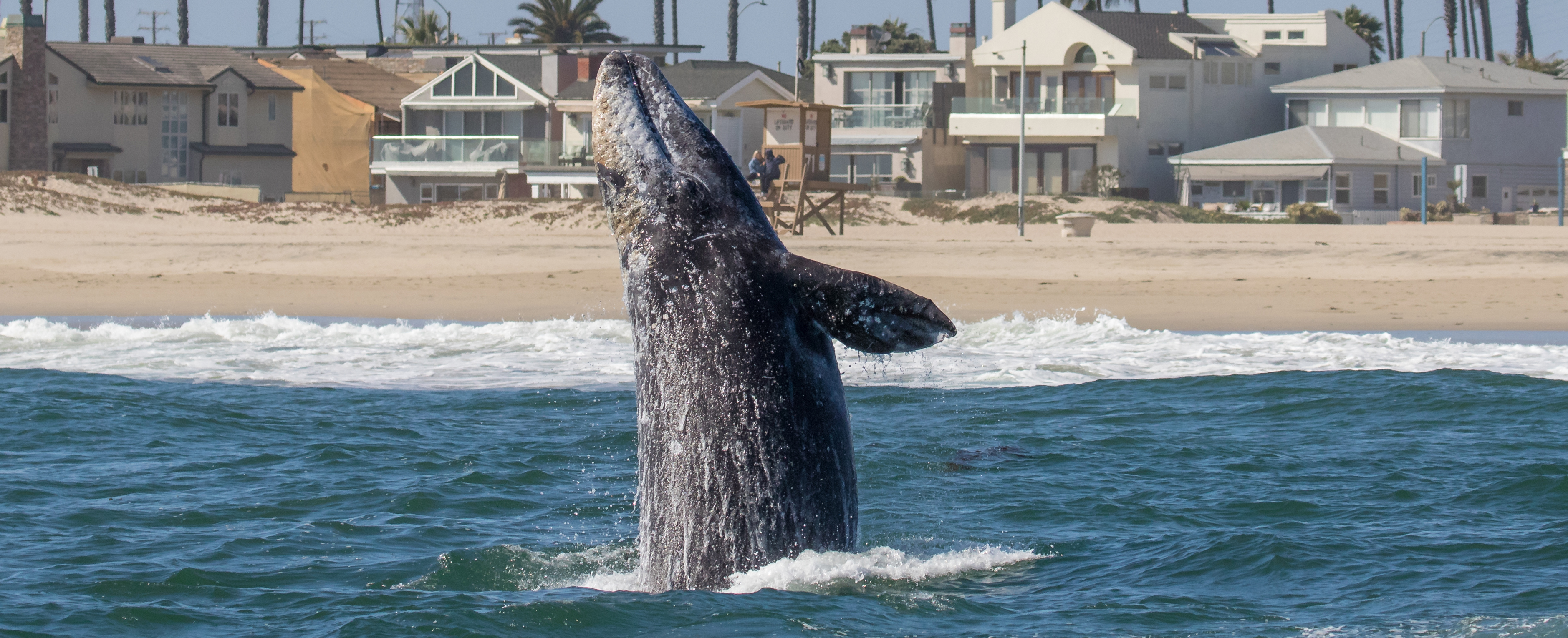 Sunset-beach-gray-whales