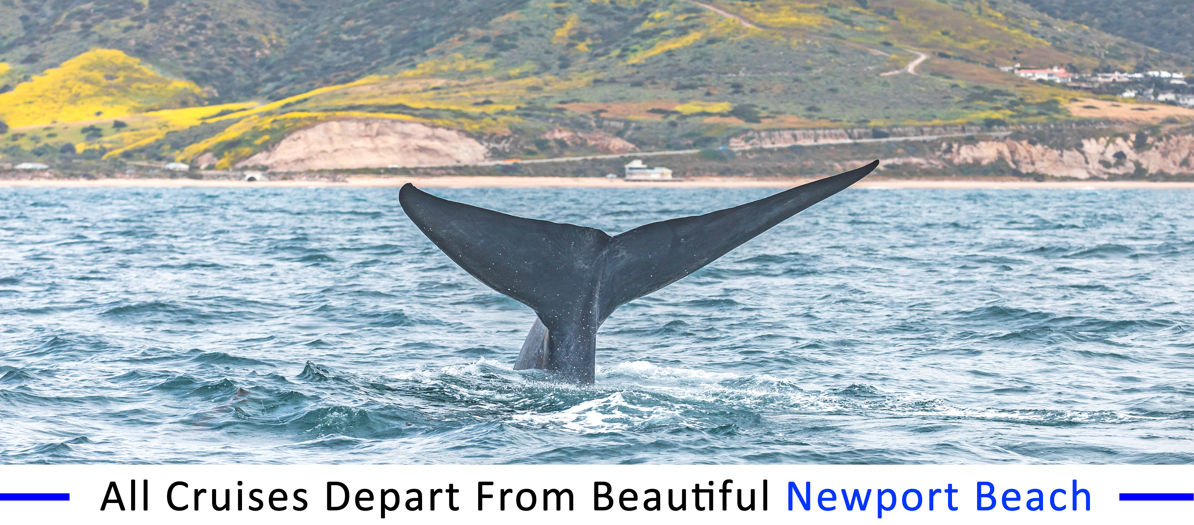 whale-watching-Sunset-beach-group-pricing