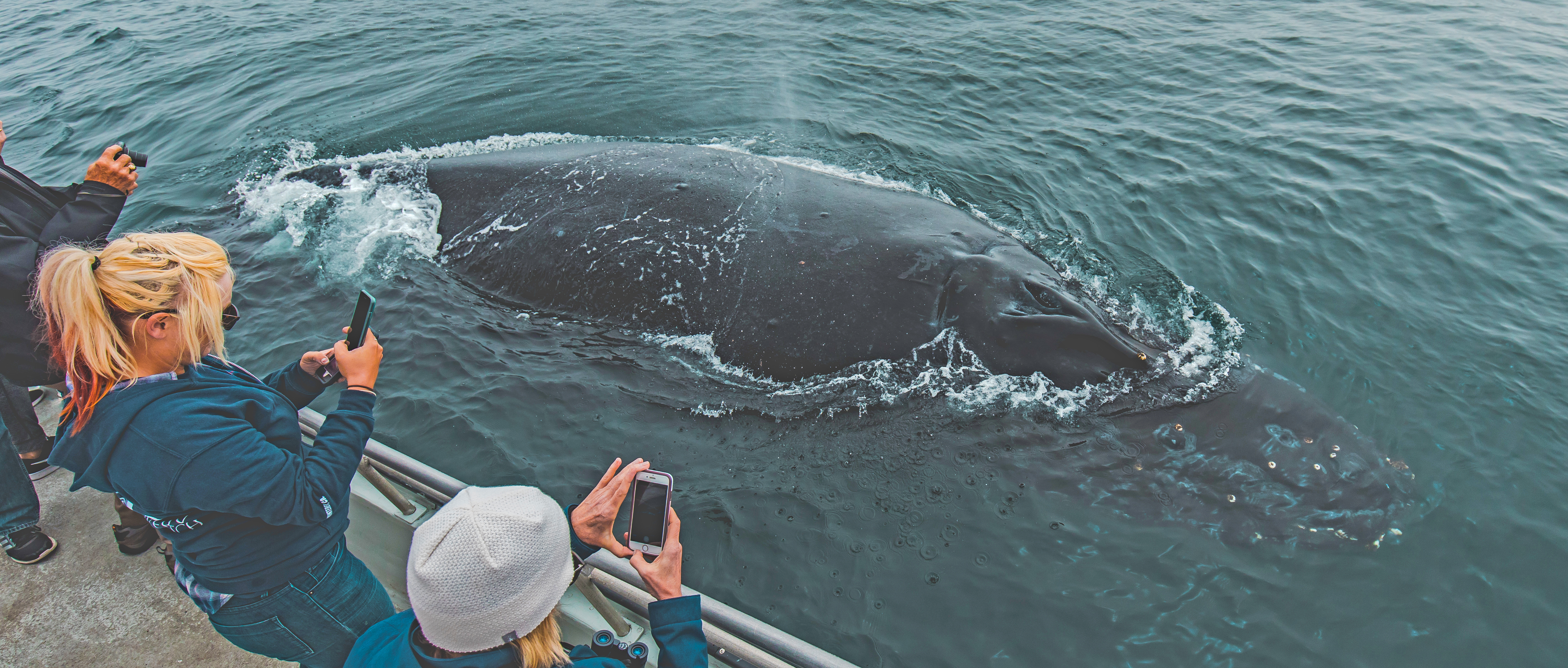 Sunset-beach-humpback-whale-watch