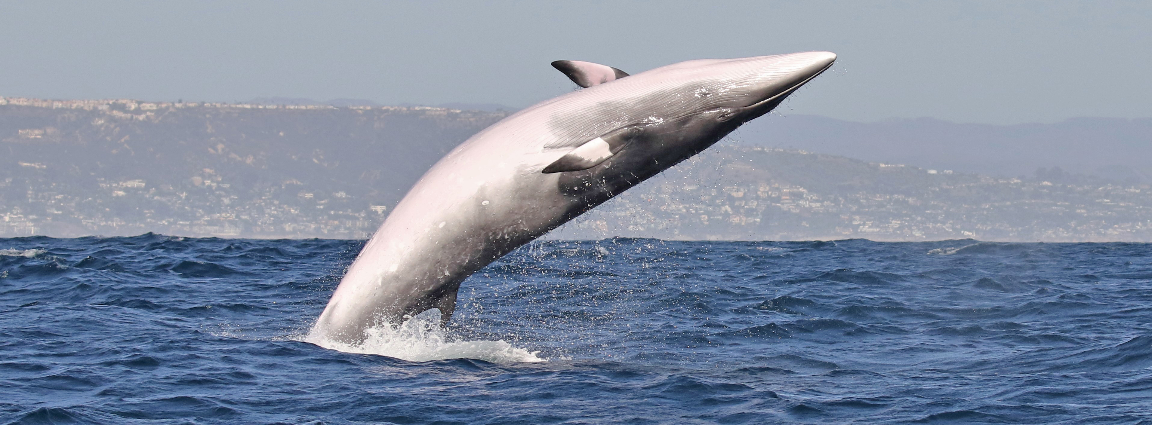 Sunset-beach-minke-whale