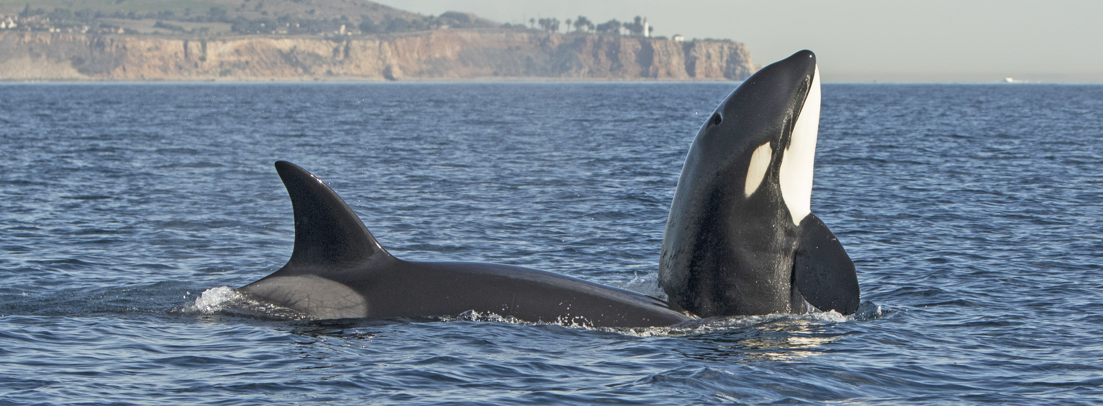 killer-whales-Sunset-beach-trip