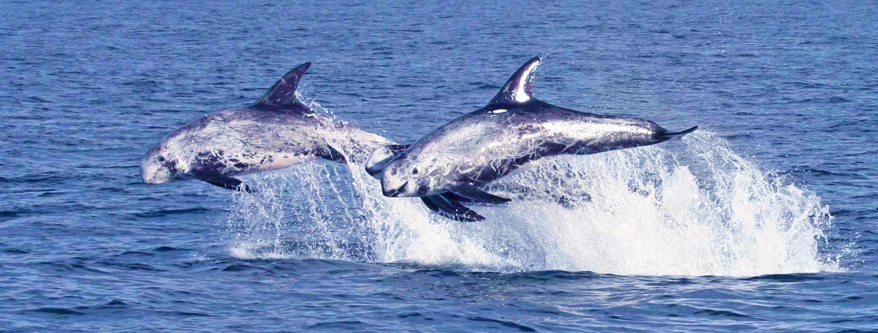 risso's-dolphin-Sunset-beach