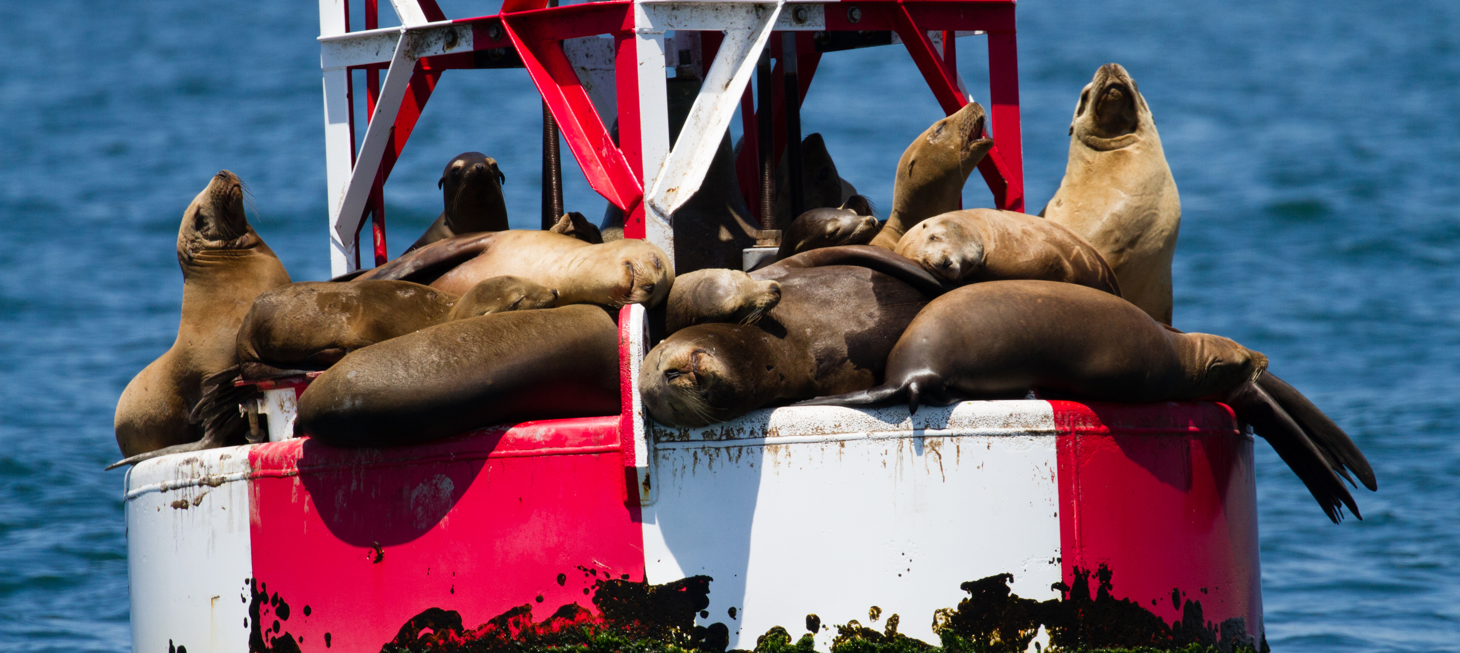 whale-watching-Sunset-beach-trips